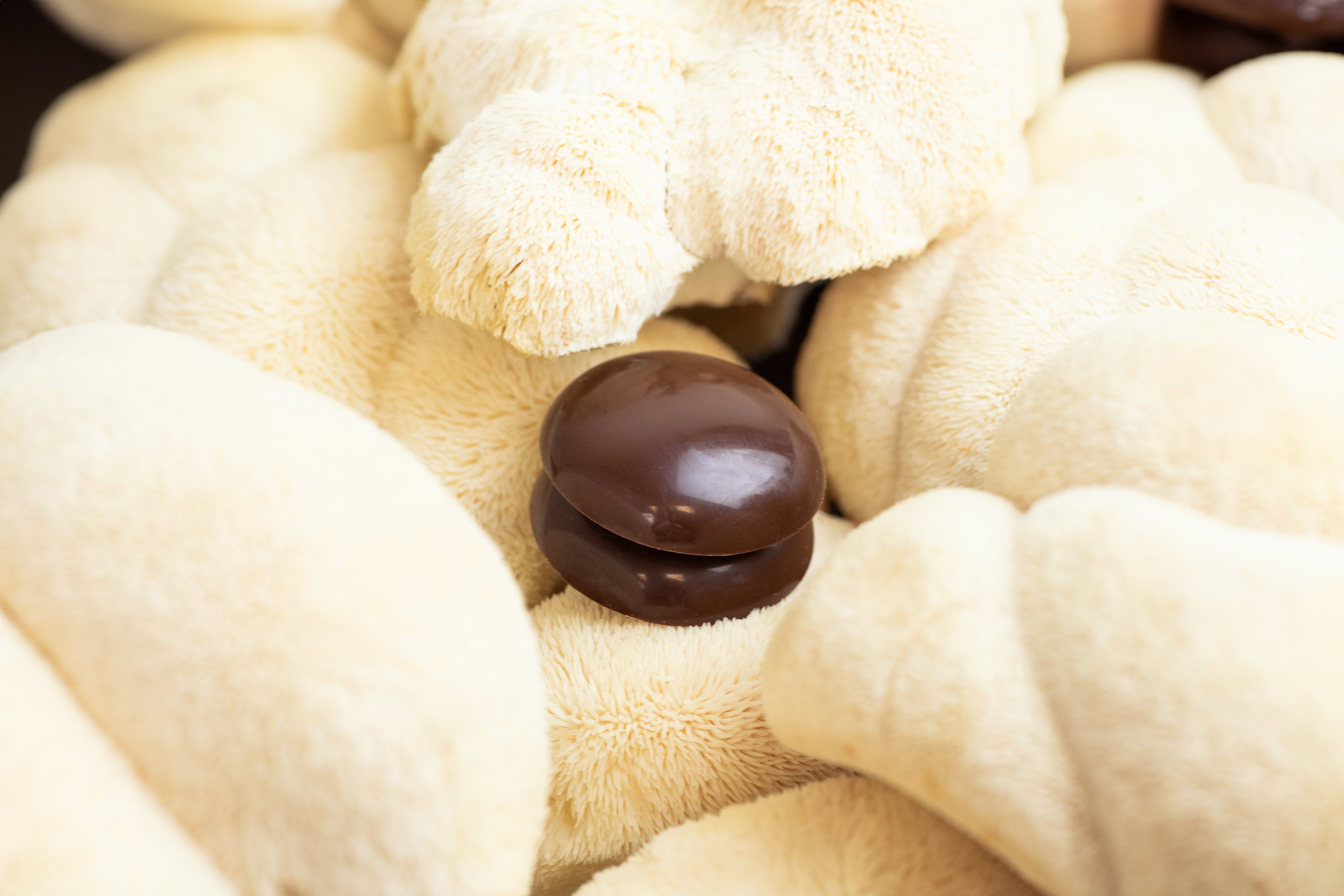 Mycology meets fine chocolate : How MYCAO started