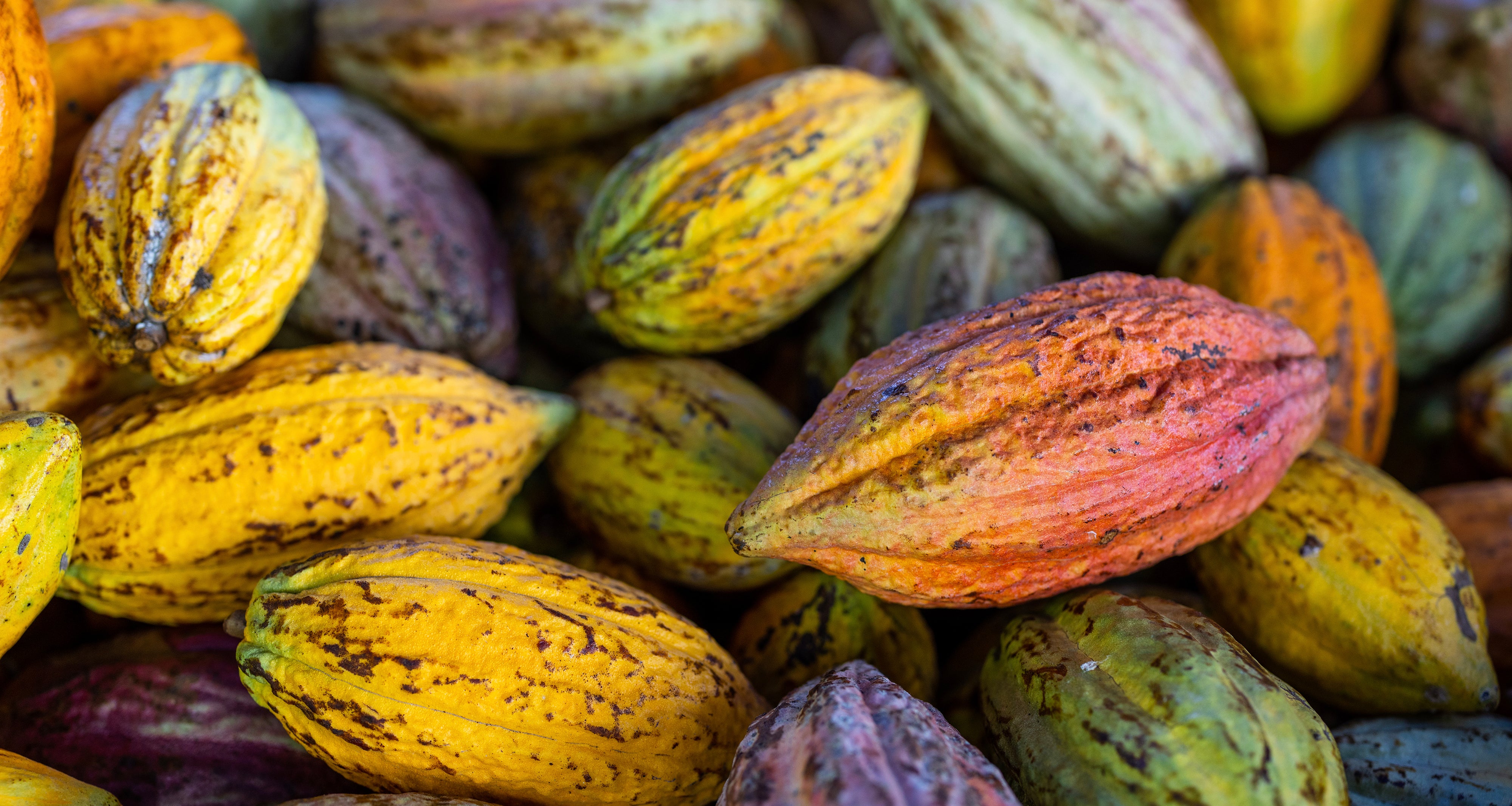 JACEK Chocolate Couture