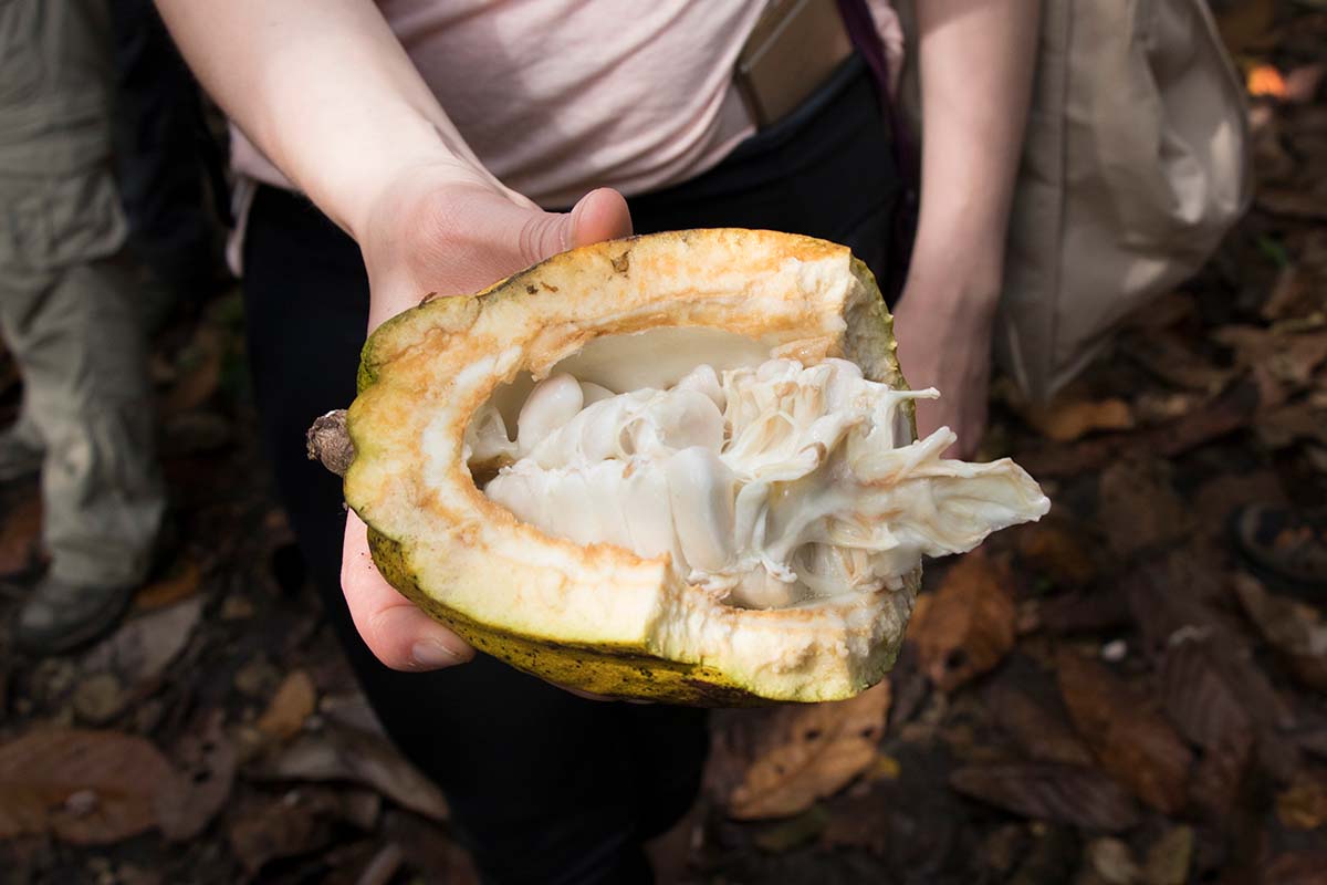 Image of An opened cacao pod reveals the white fleshy fruit that surrounds cacao beans.