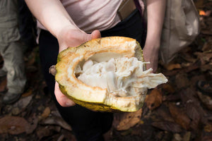 
            
                Load image into Gallery viewer, An opened cacao pod reveals the white fleshy fruit that surrounds cacao beans.
            
        