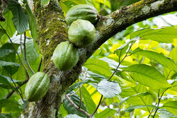 Image of Cacao pods growing on a tree.